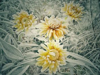 Close-up of yellow flowers