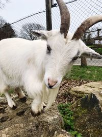 Close-up of goat standing in pen