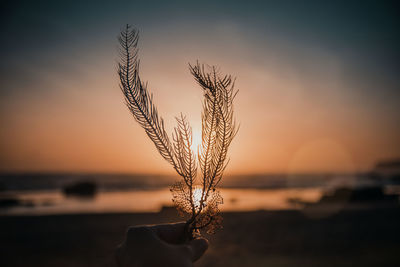 Close-up of hand holding plant during sunset