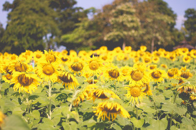 Close-up of yellow sunflower field