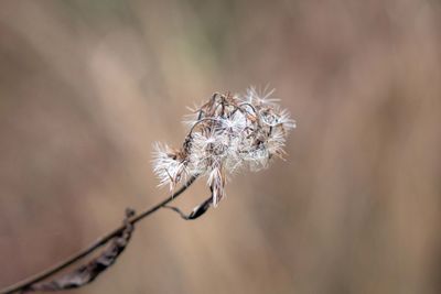 Close-up of spider web on dry plant
