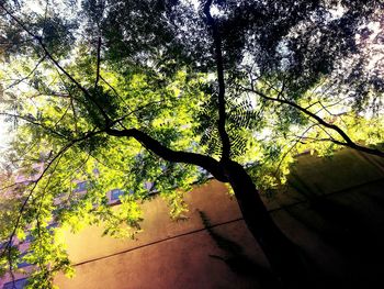 Trees growing against sky
