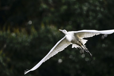 Low angle view of bird flying