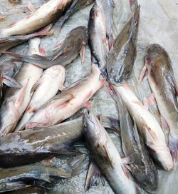 High angle view of fish for sale in market