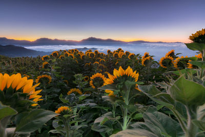 Scenic view of sunflower field against sky during sunset