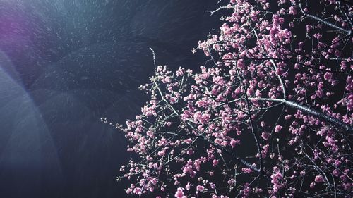 Low angle view of flowers in the dark