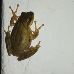 Close-up of frog on wall against white background