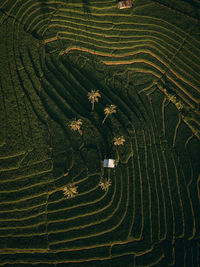 Full frame shot of rice paddy