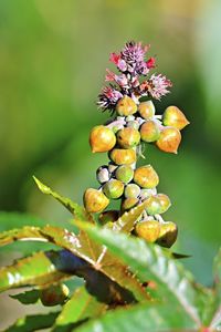 plant