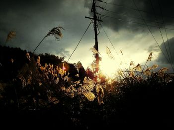 Silhouette plants on field against sky during sunset