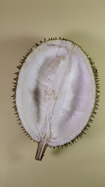 High angle view of shell on white background