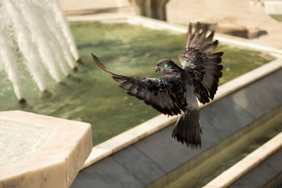 High angle view of bird flying over fountain