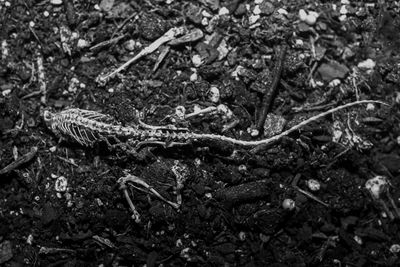 Close-up of lizard on field in forest