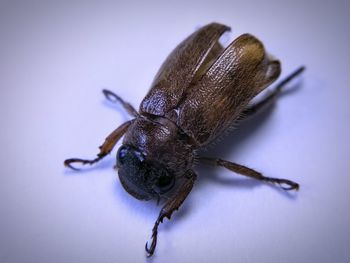 Close-up of insect