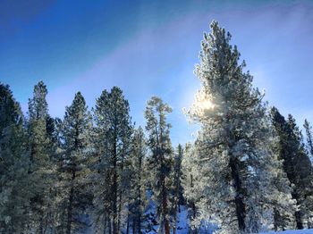 Low angle view of trees on snow covered landscape