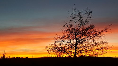 Silhouette of tree at sunset