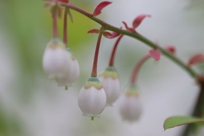 Close-up of flowering plant against blurred background