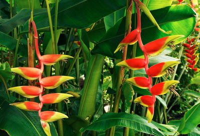 Close-up of red flowering plants