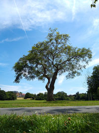 Tree on field against sky