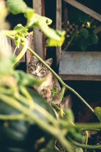 Portrait of a cat in a garden