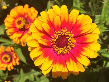 Close-up of yellow flower