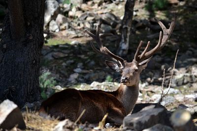 Close-up portrait of deer