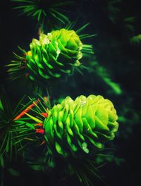 Close-up of flowering plant