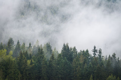 Pine trees in forest against sky