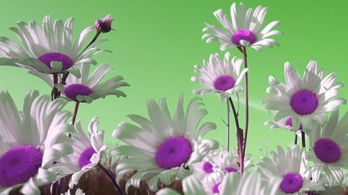 Close-up of pink flowering plants