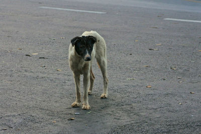 View of dog walking on road