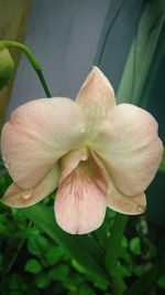 Close-up of flower blooming outdoors