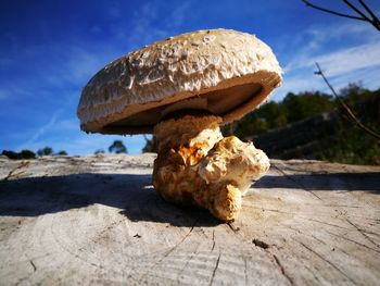Close-up of mushrooms on rock against sky
