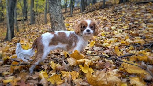 View of a dog with autumn leaves