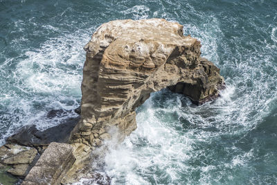 High angle view of lizard on rock in sea