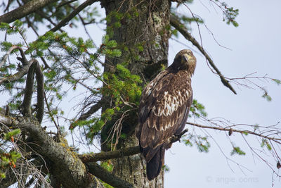 Juvenile bald eagle perch 