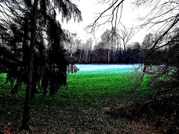 Close-up of fresh green grass against sky