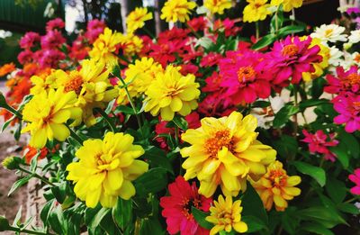 Close-up of yellow flowering plants in park