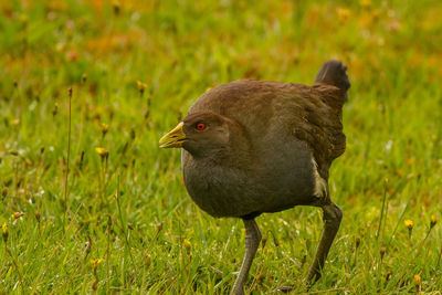 Close-up of bird perching on grass