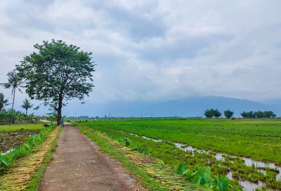 Scenic view of agricultural field against sky