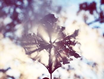 Close-up of plant against blurred background