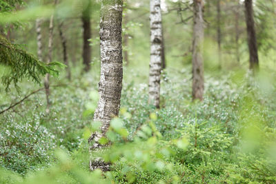 Close-up of tree trunk in forest