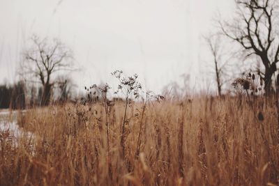 Panoramic view of bare trees against sky