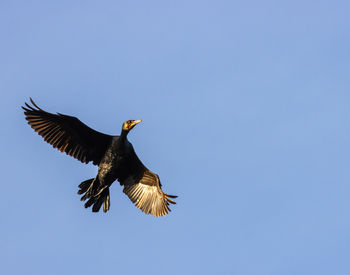 Low angle view of eagle flying against clear blue sky