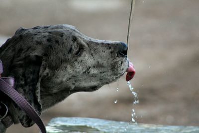 Close-up of dog