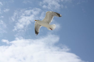 Low angle view of seagull flying against sky