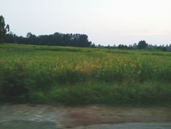 Scenic view of field against clear sky