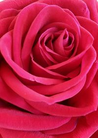 Close-up of pink rose