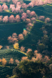 High angle view of plants growing on land