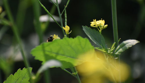 Close-up of bee pollinating on flower