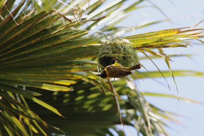 Close-up of a lizard on plant